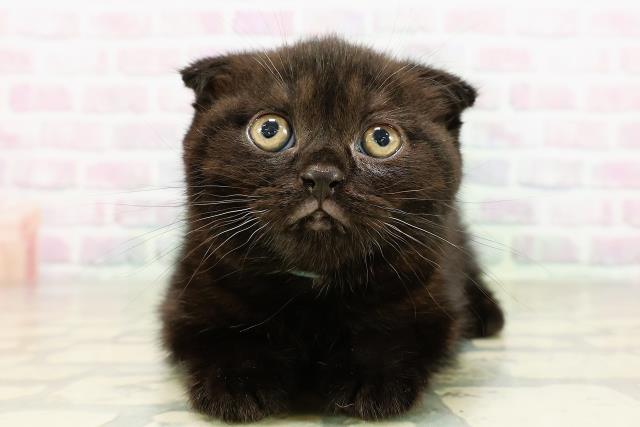 茨城県のスコティッシュフォールド (Coo&RIKU牛久店/2026年3月10日生まれ/男の子/ブラック)の子猫の1枚目の画像