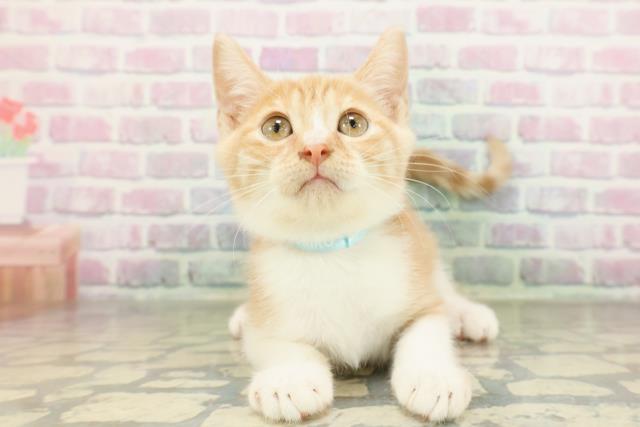栃木県のマンチカン (Coo&RIKU小山店/2026年2月17日生まれ/男の子/レッドタビーホワイト)の子猫の1枚目の画像