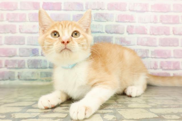 栃木県のマンチカン (Coo&RIKU小山店/2026年2月17日生まれ/男の子/レッドタビーホワイト)の子猫の2枚目の画像
