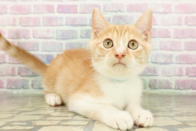 栃木県のマンチカン (Coo&RIKU小山店/2026年2月17日生まれ/男の子/レッドタビーホワイト)の子猫の3枚目の画像