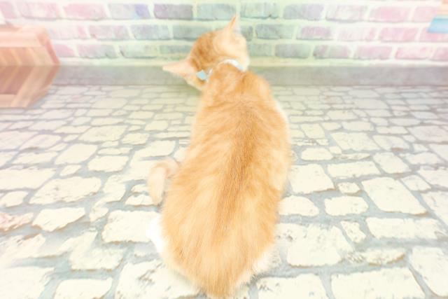 栃木県のマンチカン (Coo&RIKU小山店/2026年2月17日生まれ/男の子/レッドタビーホワイト)の子猫の4枚目の画像