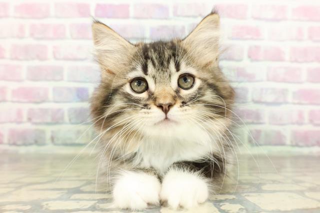 栃木県のラガマフィン (Coo&RIKU小山店/2026年2月26日生まれ/男の子/ブラウンタビーホワイト)の子猫の1枚目の画像