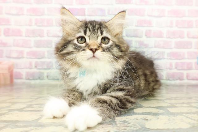 栃木県のラガマフィン (Coo&RIKU小山店/2026年2月26日生まれ/男の子/ブラウンタビーホワイト)の子猫の2枚目の画像