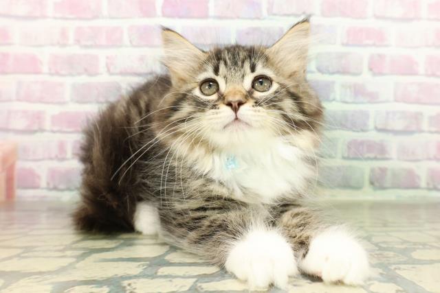 栃木県のラガマフィン (Coo&RIKU小山店/2026年2月26日生まれ/男の子/ブラウンタビーホワイト)の子猫の3枚目の画像