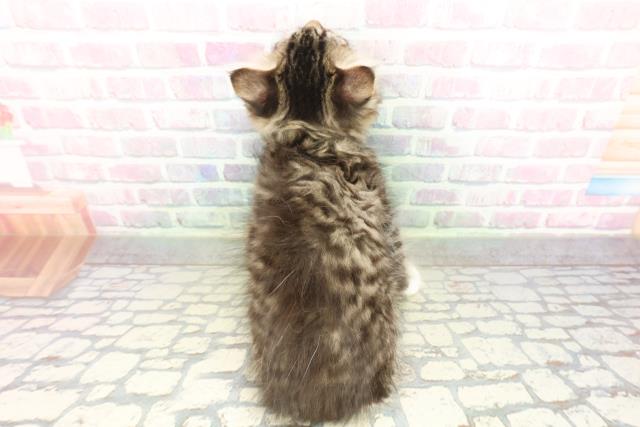 栃木県のラガマフィン (Coo&RIKU小山店/2026年2月26日生まれ/男の子/ブラウンタビーホワイト)の子猫の4枚目の画像
