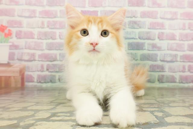 茨城県のラガマフィン (Coo&RIKU筑西店/2026年2月26日生まれ/女の子/レッドタビーホワイト)の子猫の1枚目の画像