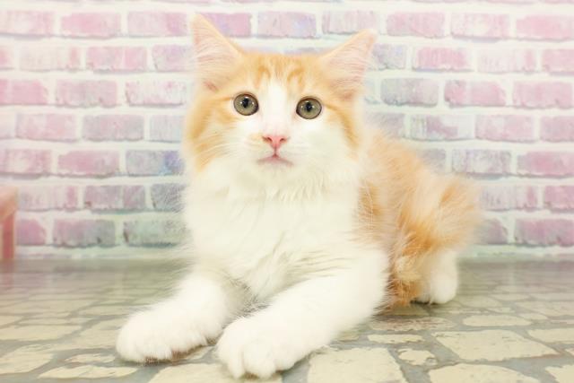 茨城県のラガマフィン (Coo&RIKU筑西店/2026年2月26日生まれ/女の子/レッドタビーホワイト)の子猫の2枚目の画像