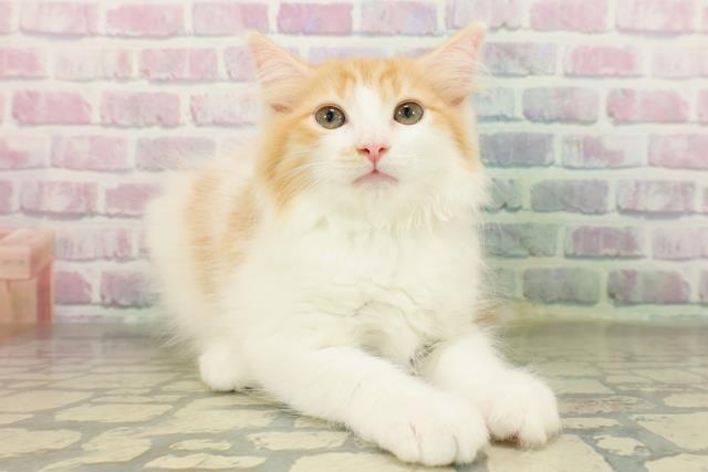 茨城県のラガマフィン (Coo&RIKU筑西店/2026年2月26日生まれ/女の子/レッドタビーホワイト)の子猫の3枚目の画像