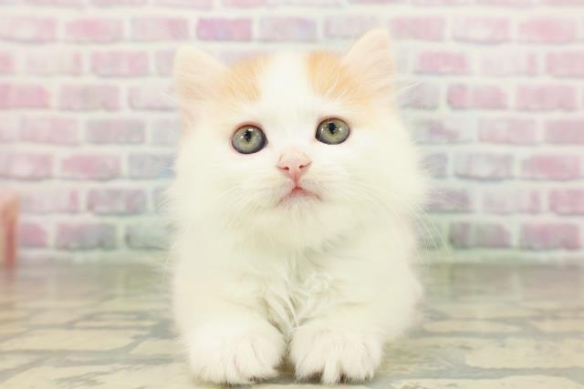 栃木県のミヌエット (Coo&RIKU小山店/2026年3月11日生まれ/男の子/クリームタビーホワイト)の子猫の1枚目の画像