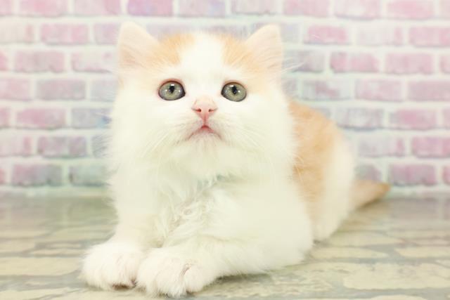 栃木県のミヌエット (Coo&RIKU小山店/2026年3月11日生まれ/男の子/クリームタビーホワイト)の子猫の2枚目の画像