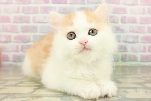 栃木県のミヌエット (Coo&RIKU小山店/2026年3月11日生まれ/男の子/クリームタビーホワイト)の子猫の3枚目の画像