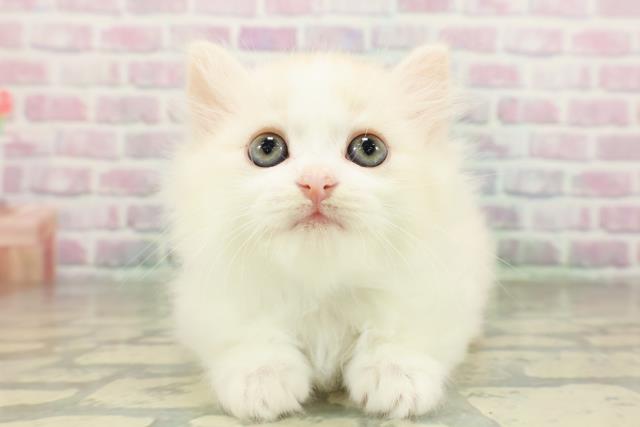 茨城県のミヌエット (Coo&RIKU牛久店/2026年3月11日生まれ/男の子/レッドタビーホワイト)の子猫の1枚目の画像