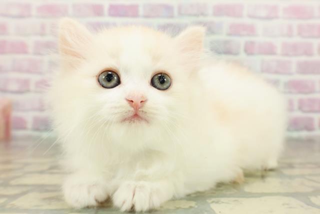 茨城県のミヌエット (Coo&RIKU牛久店/2026年3月11日生まれ/男の子/レッドタビーホワイト)の子猫の2枚目の画像