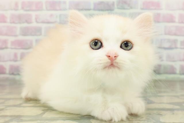 茨城県のミヌエット (Coo&RIKU牛久店/2026年3月11日生まれ/男の子/レッドタビーホワイト)の子猫の3枚目の画像