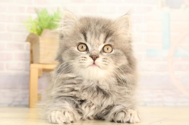 静岡県のスコティッシュストレート (Coo&RIKU静岡SBS通り店/2026年3月9日生まれ/女の子/ブルータビー)の子猫の1枚目の画像