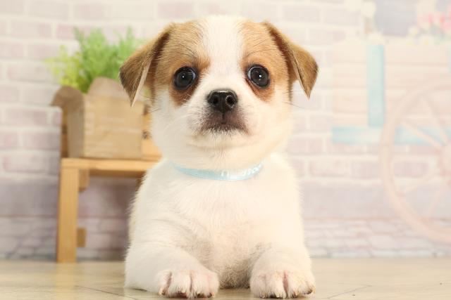 愛知県のハーフ犬・ミックス犬 (Coo&RIKU春日井店/2026年3月11日生まれ/男の子/タンホワイト)の子犬の1枚目の画像