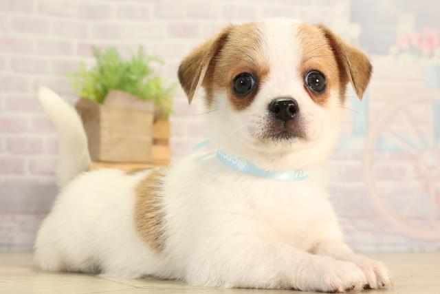 愛知県のハーフ犬・ミックス犬 (Coo&RIKU春日井店/2026年3月11日生まれ/男の子/タンホワイト)の子犬の2枚目の画像