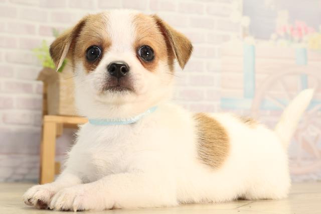 愛知県のハーフ犬・ミックス犬 (Coo&RIKU春日井店/2026年3月11日生まれ/男の子/タンホワイト)の子犬の3枚目の画像