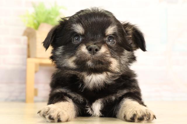 静岡県のチワワ(ロング) (Coo&RIKU掛川店/2026年3月10日生まれ/男の子/ブラックタン)の子犬の1枚目の画像