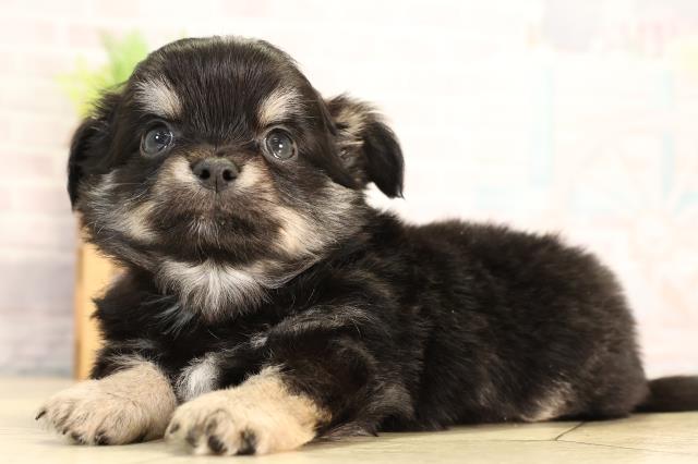 静岡県のチワワ(ロング) (Coo&RIKU掛川店/2026年3月10日生まれ/男の子/ブラックタン)の子犬の3枚目の画像