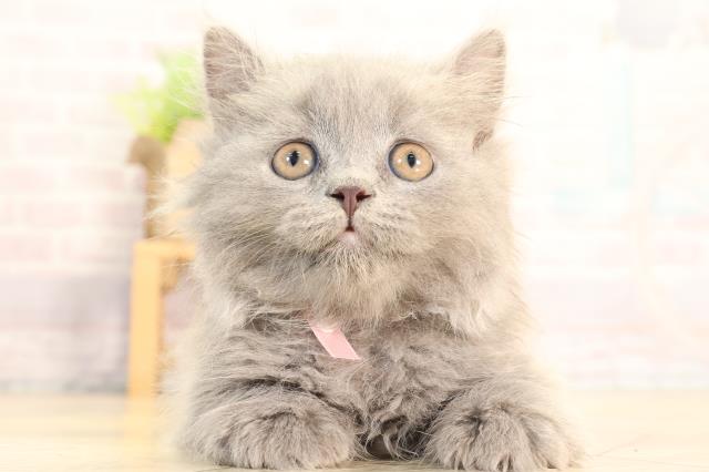 愛知県のブリティッシュロングヘアー (Coo&RIKU春日井店/2026年3月10日生まれ/男の子/ブルー)の子猫の1枚目の画像