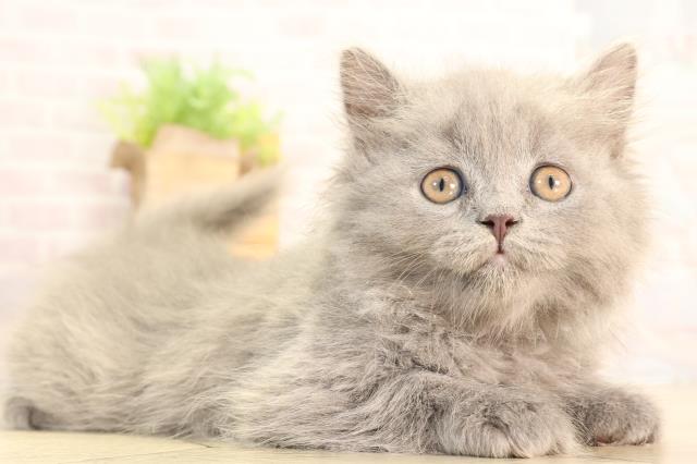 愛知県のブリティッシュロングヘアー (Coo&RIKU春日井店/2026年3月10日生まれ/男の子/ブルー)の子猫の2枚目の画像
