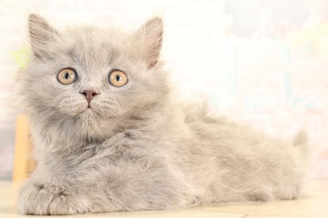 愛知県のブリティッシュロングヘアー (Coo&RIKU春日井店/2026年3月10日生まれ/男の子/ブルー)の子猫の3枚目の画像