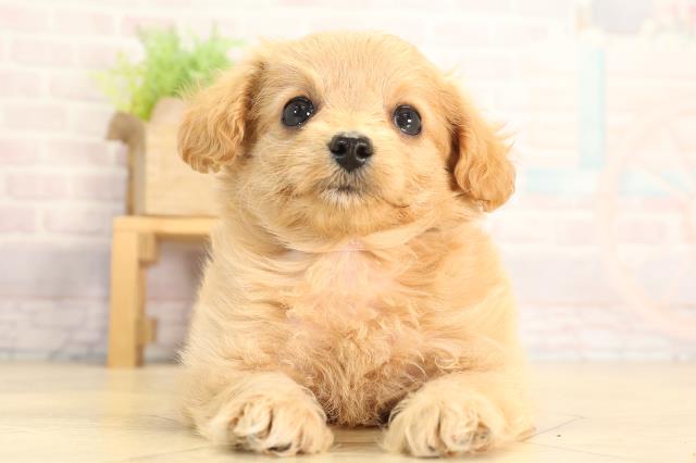 静岡県のハーフ犬・ミックス犬 (Coo&RIKU静岡SBS通り店/2026年3月8日生まれ/女の子/アプリコット)の子犬の1枚目の画像