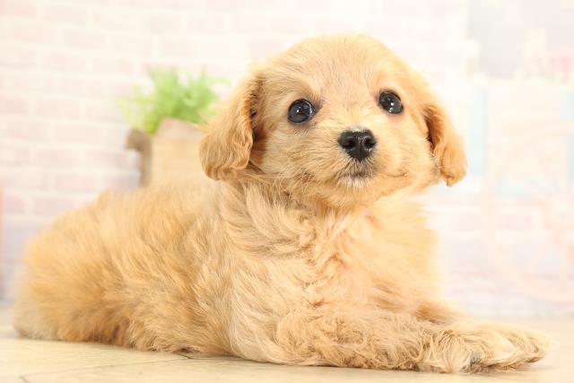 静岡県のハーフ犬・ミックス犬 (Coo&RIKU静岡SBS通り店/2026年3月8日生まれ/女の子/アプリコット)の子犬の2枚目の画像