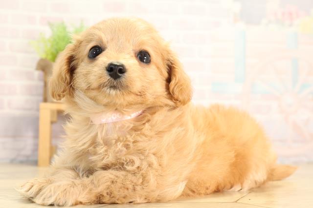 静岡県のハーフ犬・ミックス犬 (Coo&RIKU静岡SBS通り店/2026年3月8日生まれ/女の子/アプリコット)の子犬の3枚目の画像