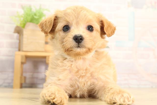 静岡県のハーフ犬・ミックス犬 (Coo&RIKU静岡SBS通り店/2026年3月8日生まれ/男の子/アプリコット)の子犬の1枚目の画像