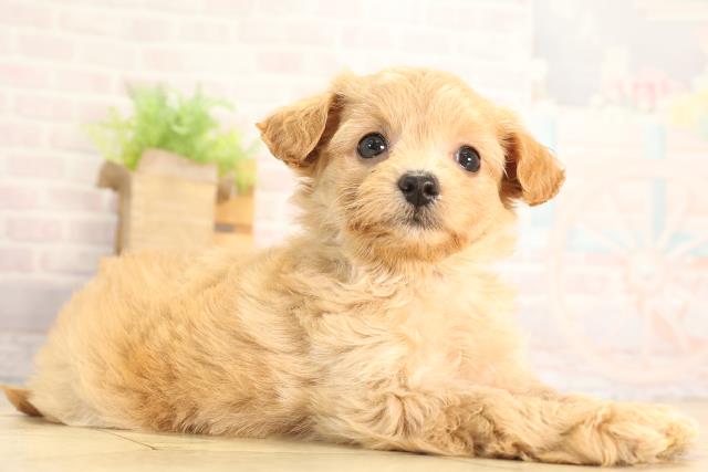 静岡県のハーフ犬・ミックス犬 (Coo&RIKU静岡SBS通り店/2026年3月8日生まれ/男の子/アプリコット)の子犬の2枚目の画像