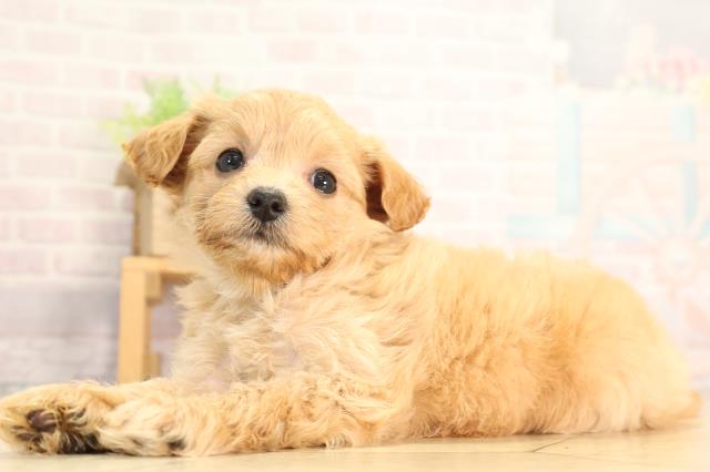 静岡県のハーフ犬・ミックス犬 (Coo&RIKU静岡SBS通り店/2026年3月8日生まれ/男の子/アプリコット)の子犬の3枚目の画像