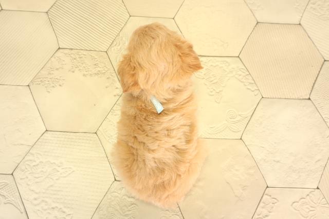 静岡県のハーフ犬・ミックス犬 (Coo&RIKU静岡SBS通り店/2026年3月8日生まれ/男の子/アプリコット)の子犬の4枚目の画像