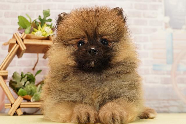静岡県のポメラニアン (Coo&RIKU静岡SBS通り店/2026年3月10日生まれ/男の子/オレンジ)の子犬の1枚目の画像