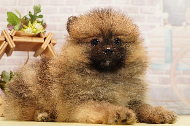 静岡県のポメラニアン (Coo&RIKU静岡SBS通り店/2026年3月10日生まれ/男の子/オレンジ)の子犬の2枚目の画像