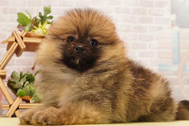 静岡県のポメラニアン (Coo&RIKU静岡SBS通り店/2026年3月10日生まれ/男の子/オレンジ)の子犬の3枚目の画像