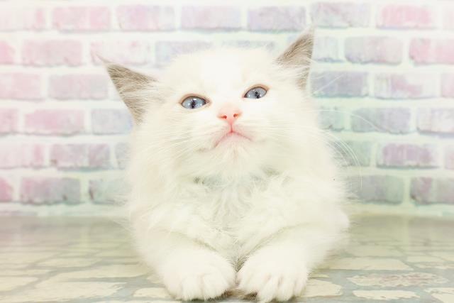 東京都のラグドール (Coo&RIKU立川店/2026年3月12日生まれ/男の子/ブルーポイントバイカラー)の子猫の1枚目の画像
