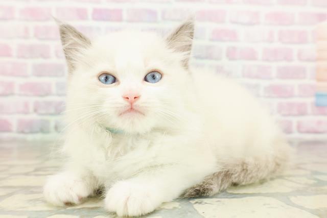 東京都のラグドール (Coo&RIKU立川店/2026年3月12日生まれ/男の子/ブルーポイントバイカラー)の子猫の2枚目の画像