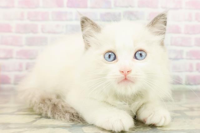 東京都のラグドール (Coo&RIKU立川店/2026年3月12日生まれ/男の子/ブルーポイントバイカラー)の子猫の3枚目の画像