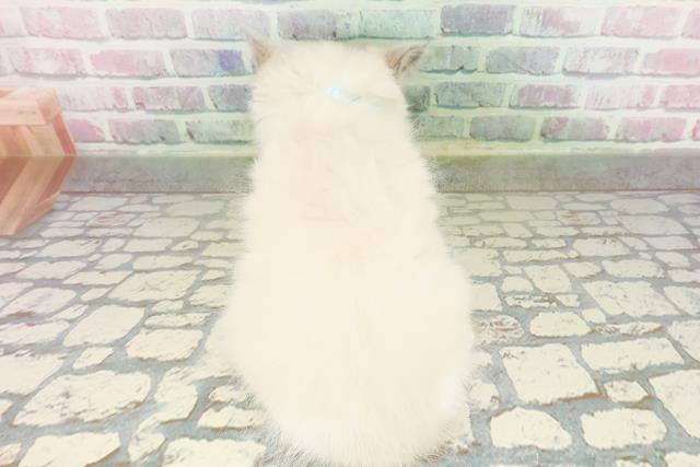 東京都のラグドール (Coo&RIKU立川店/2026年3月12日生まれ/男の子/ブルーポイントバイカラー)の子猫の4枚目の画像