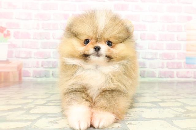 東京都のポメラニアン (Coo&RIKU八王子西店/2026年3月8日生まれ/男の子/オレンジ)の子犬