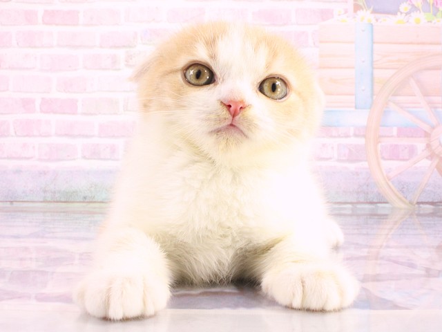 大阪府のスコティッシュフォールド (Coo&RIKU茶屋町店/2026年3月12日生まれ/男の子/クリームタビーホワイト)の子猫の1枚目の画像