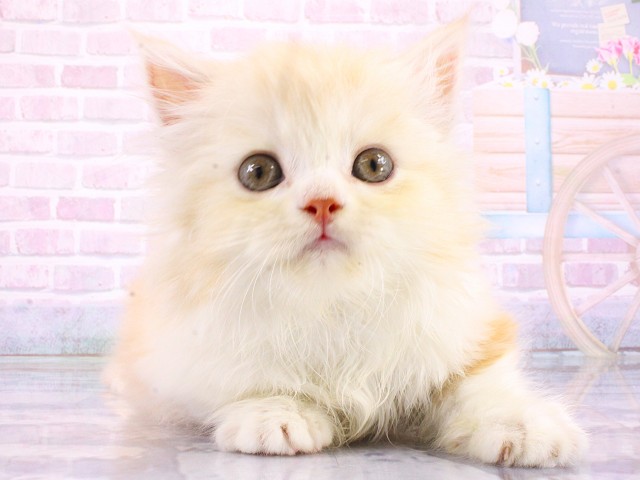マンチカン