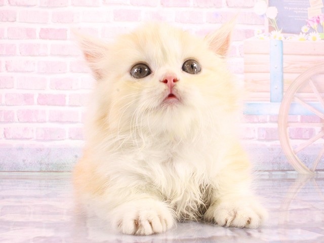 大阪府のマンチカン (Coo&RIKU松原店/2026年3月12日生まれ/女の子/クリームタビーホワイト)の子猫の1枚目の画像