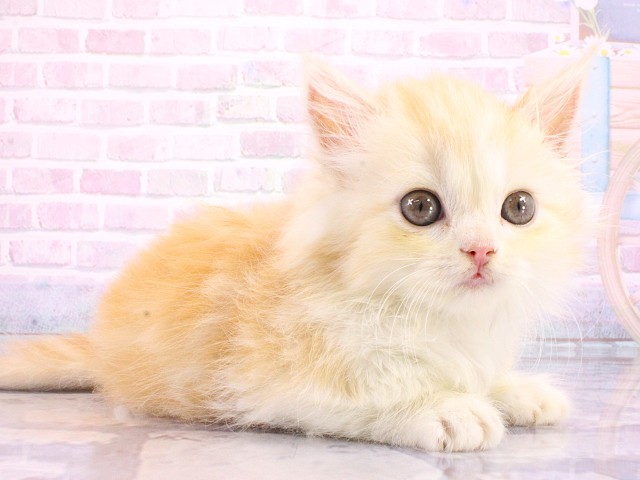 大阪府のマンチカン (Coo&RIKU松原店/2026年3月12日生まれ/女の子/クリームタビーホワイト)の子猫の2枚目の画像