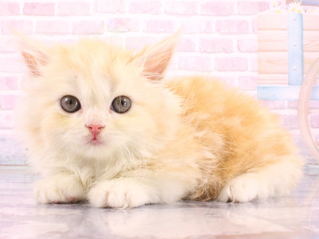 大阪府のマンチカン (Coo&RIKU松原店/2026年3月12日生まれ/女の子/クリームタビーホワイト)の子猫の3枚目の画像