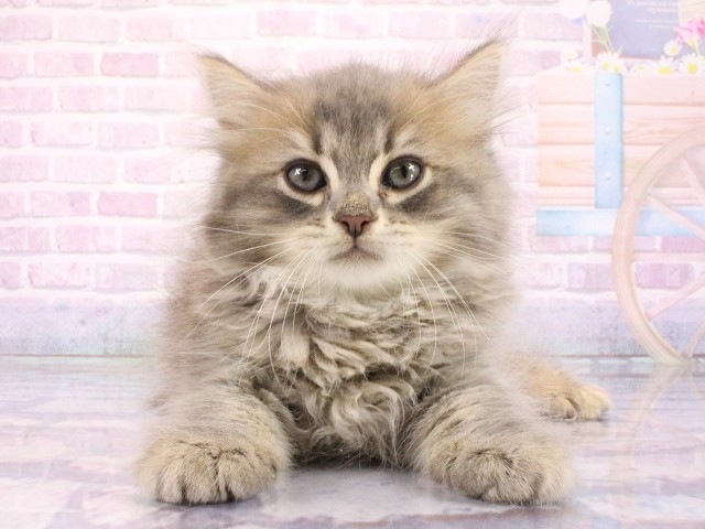 大阪府のサイベリアン (Coo&RIKU茶屋町店/2026年3月11日生まれ/男の子/ブルータビー)の子猫