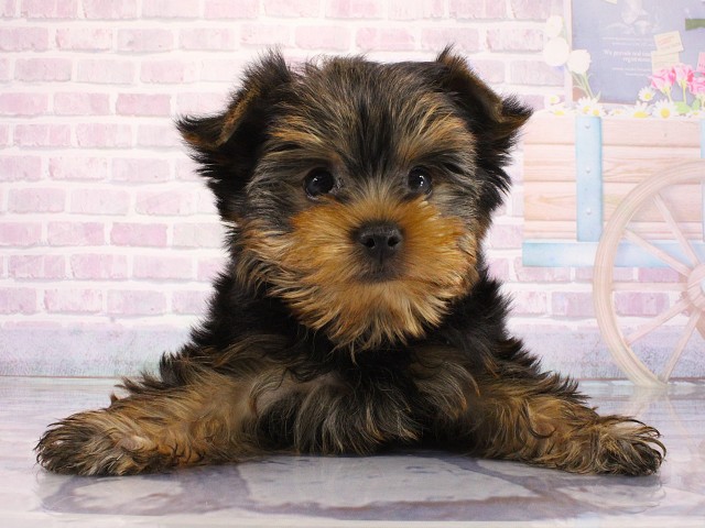 大阪府のヨークシャーテリア (Coo&RIKU高槻店/2026年3月11日生まれ/男の子/スチールブルータン)の子犬
