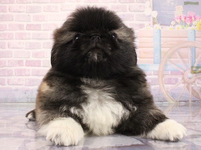 大阪府のペキニーズ (Coo&RIKU心斎橋店/2026年3月12日生まれ/男の子/フォーンホワイト)の子犬の1枚目の画像